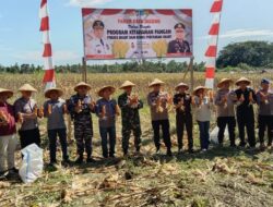 Dengan Semangat Gotong Royong, Polda Maluku Utara Panen Raya Jagung sebagai Upaya Bersama Mewujudkan Ketahanan Pangan Nasional