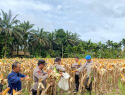 Menuju Indonesia Mandiri Pangan 2045: Keberhasilan Panen Jagung Polda Jambi di 6 Polres Jadi Momentum Perluasan Program Nasional