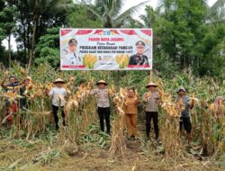 Panen Raya di Halut: Sinergi Polri dan Petani Wujudkan Swasembada Pangan