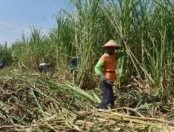 APTRI Tegaskan Komitmen Dukung Penguatan Industri Gula Nasional